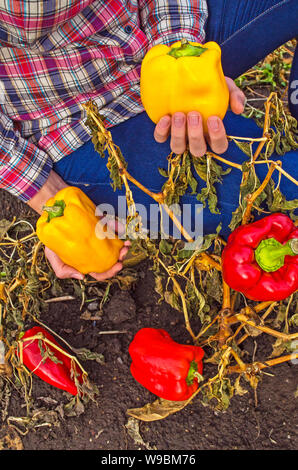 Bauern Hände mit frisch geernteten Paprika. Stockfoto