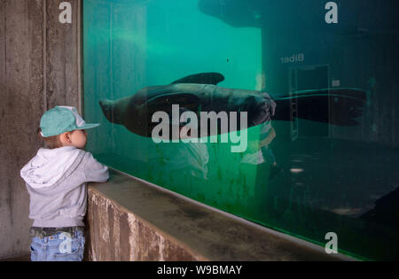 Stuttgart, Deutschland. 13 Aug, 2019. Ein Junge sieht durch ein Fenster in einem schwimmenden sea lion in der Eisbär Einhausung der Wilhelma Zoological-Botanical Garten. Da die Eisbären Gehäuse derzeit nach dem Tod von Polar bear Corinna im letzten Jahr unbesetzt ist, wird es als vorübergehendes Gehege für Seelöwen verwendet. Credit: Marijan Murat/dpa/Alamy leben Nachrichten Stockfoto