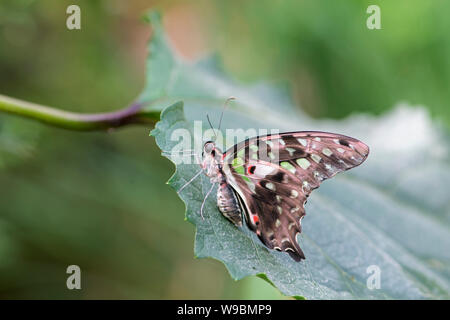 Tailed Jay Butterfly: Graphium agamemnon. Stockfoto