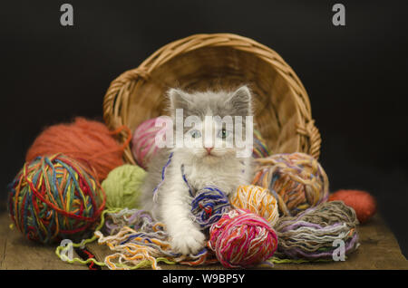 Cute Kitten mit Kugel von Garn auf schwarzem Hintergrund. Cat spielt mit einem Ball aus Garnen Stockfoto