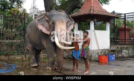 Colombo, Sri Lanka. 13 Aug, 2019. Mahouts baden Elefanten vor der Esala Perahera Festival in Kandy, Sri Lanka, am 12.08.13., 2019. Das Festival bietet Kandyan Tänzer, Feuer twirlers, traditionelle Musiker, akrobatische Feuer Darsteller und Elefanten. Credit: ajith Perera/Xinhua Quelle: Xinhua/Alamy leben Nachrichten Stockfoto