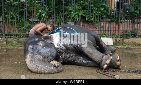 Colombo, Sri Lanka. 13 Aug, 2019. Ein mahout taucht ein Elefant vor der Esala Perahera Festival in Kandy, Sri Lanka, am 12.08.13., 2019. Das Festival bietet Kandyan Tänzer, Feuer twirlers, traditionelle Musiker, akrobatische Feuer Darsteller und Elefanten. Credit: ajith Perera/Xinhua Quelle: Xinhua/Alamy leben Nachrichten Stockfoto