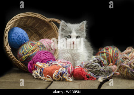 Cute Kitten mit Kugel von Garn auf schwarzem Hintergrund. Cat spielt mit einem Ball aus Garnen Stockfoto