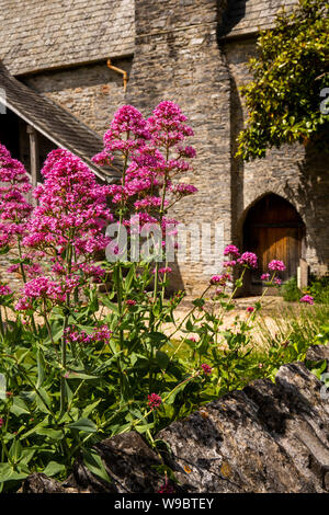 Großbritannien, England, Devon, Buckfast, Zisterzienserkloster, rot Baldrian blumen Centranthus ruber an mittelalterlichen Gast Halle Stockfoto