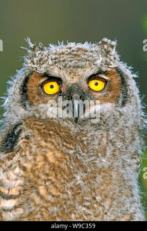 Große Horneule (Bubo virginianus), ein paar Wochen alter Eulchen, Porträt Stockfoto