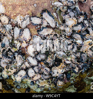 Sydney Rock Oyesters auf einem Felsen an der Petersilie Bay, NSW, Australien an einem Wintermorgen im August 2019 Stockfoto