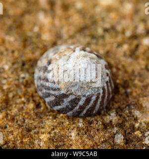 Ein Turban Shell auf einem Felsen an Petersilie Bay, NSW, Australien an einem Wintermorgen im August 2019 Stockfoto