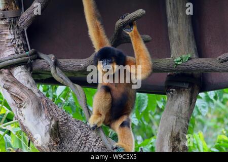 Orange Fell Gibbon sitzen im Baum Stockfoto