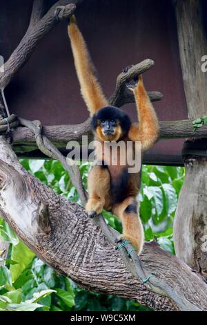 Orange Fell Gibbon sitzen im Baum Stockfoto