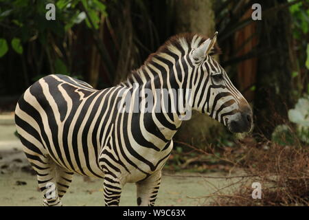 Single einsam allein Zebra Stockfoto