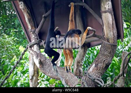 Gibbons hängen und trösten sich gegenseitig in den Bäumen Stockfoto
