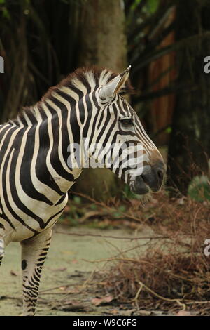 Single einsam allein Zebra Stockfoto