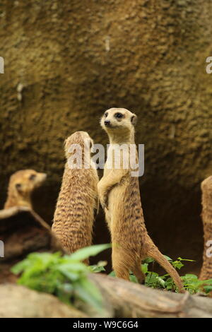 Erdmännchen-Familie auf der Suche Stockfoto