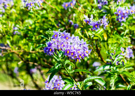 Lila Blüten mit leuchtend gelben Zentren von Solanum crispum Glasnevin aka Chilenische Kartoffel Bush, Chilenischen Nachtschatten oder Chilenische Kartoffel, Rebe Stockfoto