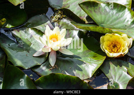 2 weiße Seerose blumen Nymphaea alba, von meliert grün Blatt Lily Pads auf einer kleinen Teich umgeben, mit ein paar kleinen Insekten auf den Blumen sichtbar Stockfoto