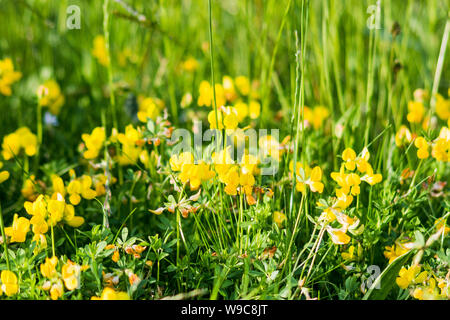 Die hellen Gelb von Bird's-foot Trefoil Lotus corniculatus mit den Stielen der hohen Gräser zwischen wachsenden Stockfoto