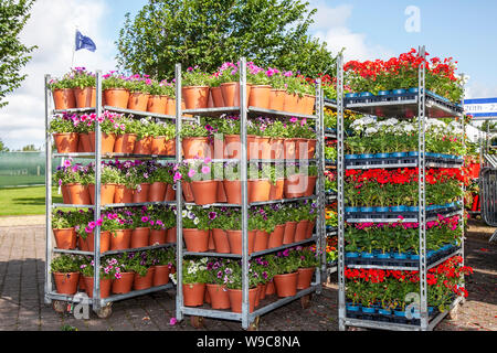 Großhandel Topfgarten Zentrum Pflanzen, Sträucher & Augusr Blumen auf Trolley; Gartenbau-Industrie, Gewächshaus-Mesh-Draht-Pflanze Kindergarten dänischen Kart Blume Display. Holländische Trolleys voller blühender Pflanzen für die Southport Flower Show, 2019 Stockfoto