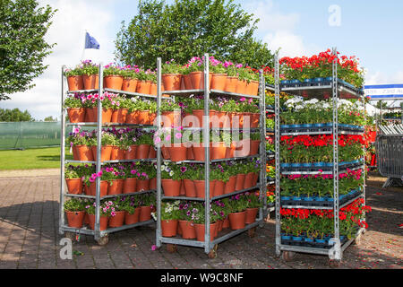 Großhandel Topfgarten Zentrum Pflanzen, Sträucher & Blumen auf Trolley; Gartenbauindustrie, Gewächshaus-Netz-Pflanzenküche Dänische Karre Blume Display dutch Trolleys voll von blühenden Pflanzen für Southport Flower Show, 2019 Stockfoto