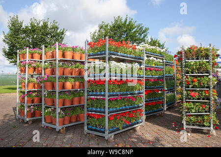 Großhandel Topfgarten Zentrum Pflanzen, Sträucher & Blumen auf Trolley; Gartenbauindustrie, Gewächshaus-Netz-Pflanzenküche Dänische Karre Blume Display dutch Trolleys voll von blühenden Pflanzen für Southport Flower Show, 2019 Stockfoto