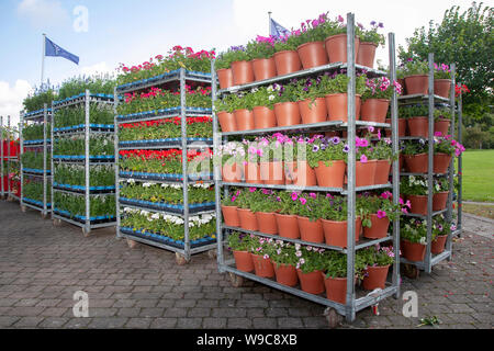 Großhandel Topfgarten Zentrum Pflanzen, Sträucher & Blumen auf Trolley; Gartenbauindustrie, Gewächshaus-Netz-Pflanzenküche Dänische Karre Blume Display dutch Trolleys voll von blühenden Pflanzen für Southport Flower Show, 2019 Stockfoto