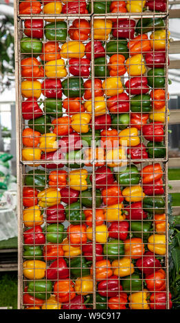 In Käfigen gerahmte, mehrfarbige rot-gelb-grüne Paprika in Drahtgestell, ausgestellt auf der Southport Flower Show, Victoria Park, Großbritannien Stockfoto