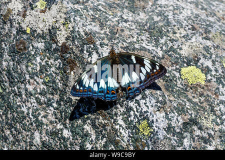 Schöner Schmetterling pappel Admiral sitzt auf einem groben Stein Stockfoto