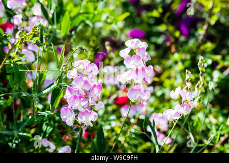 Stämme der Sweet Pea Blumen Lathyrus Odoratus mit Licht, Beschattung durch Rosa/cerise Blütenblatt Kanten vor einem grünen Hintergrund verschwommen löschen Stockfoto