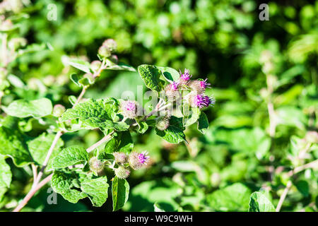 Die lila spikey Große Klette (Arctium Lappa) Blumen gegen eine verschwommene grüne Hecke Hintergrund Stockfoto