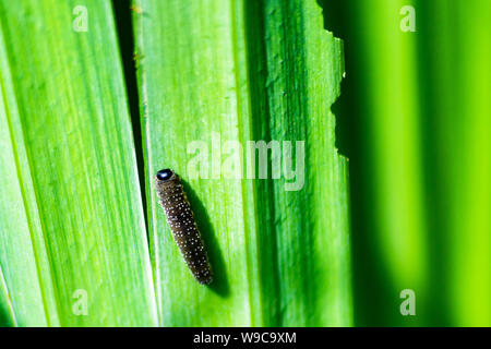 Ein Iris sawfly Larven, Rhadinoceraea micans, auf dem Blatt einer gelb oder Flagge Iris, Iris pseudacorus, weitere Blätter mit Schäden, die durch die Larven fertig Stockfoto