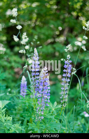 Lavandula lanata, vertikale Foto von lavendelblüten auf einem Hintergrund von grünem Laub Stockfoto