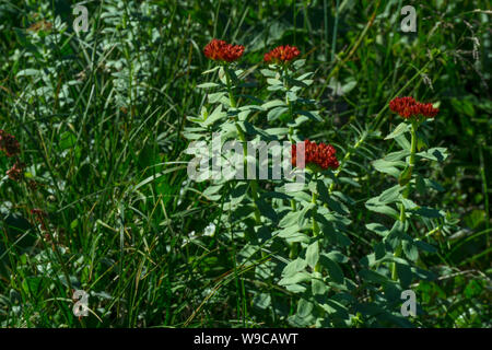 Blühende Pflanze golden root (Rhodiola rosea) in einer natürlichen Umgebung Stockfoto