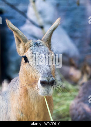 Kaninchen mit langen Ohren sieht vorsichtig aus, Foto eines Hasen auf blauem Hintergrund, Porträt eines osterharens Stockfoto