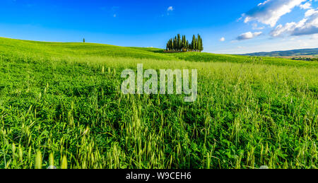 Gruppe von italienischen Zypressen in der Nähe von San Quirico d'Orcia - Luftbild - Schöne Landschaft - Val d'Orcia, Toskana, Italien Stockfoto