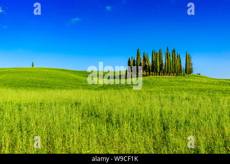 Gruppe von italienischen Zypressen in der Nähe von San Quirico d'Orcia - Luftbild - Schöne Landschaft - Val d'Orcia, Toskana, Italien Stockfoto