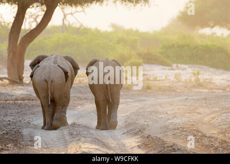 Drei afrikanischen Elefanten (Loxodonta africana), Wüstenelefanten Wandern im Flussbett der Wüste, von hinten gesehen, Hoanib Wüste, Kaokoland, Namib Stockfoto