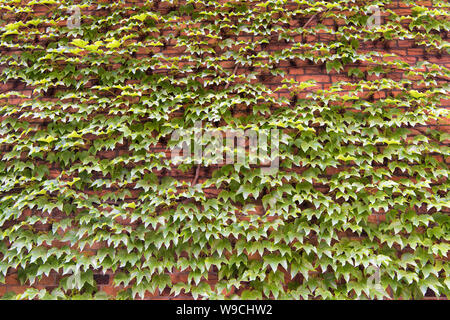 Vegetative Decke isolieren können und das Gebäude zu kühlen. Efeu Pflanze an der Wand. Grüne Blätter Oberfläche. Grüne Efeu an der Wand. Wachsende Efeu oder andere Kletterer Aufbau Wand viele Vorteile haben kann. Stockfoto