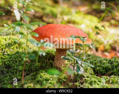 Big aspen Pilz in einem Wald im Herbst. Wald Pilze sammeln. Red-capped scaber Stiel. Genießbare boletes. Einen großen schönen Pilz mit einem roten Stockfoto