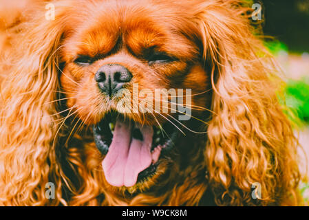 Cavalier King Charles Spaniel hund gähnt mit Müdigkeit Stockfoto