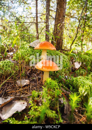 Zwei große Aspen Pilze im Wald im Herbst. Wald Pilze sammeln. Red-capped scaber Stiel. Genießbare boletes. Einen großen schönen Pilz mit Stockfoto