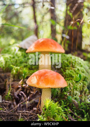 Zwei große Aspen Pilze im Wald im Herbst. Wald Pilze sammeln. Red-capped scaber Stiel. Genießbare boletes. Einen großen schönen Pilz mit Stockfoto
