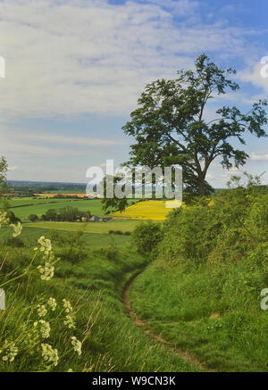 North Downs Way. Kent. England. Großbritannien Stockfoto