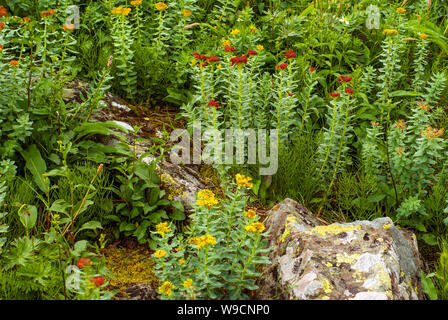 Blühende Pflanze golden root (Rhodiola rosea) in einer natürlichen Umgebung Stockfoto