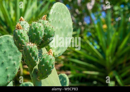Feigenkakteen (Opuntia) - Frische saftige Kakteen mit Obst closeup auf Natur Hintergrund mit Kopie Raum abgedeckt. Grüne Pflanze Kaktus mit Stacheln Stockfoto