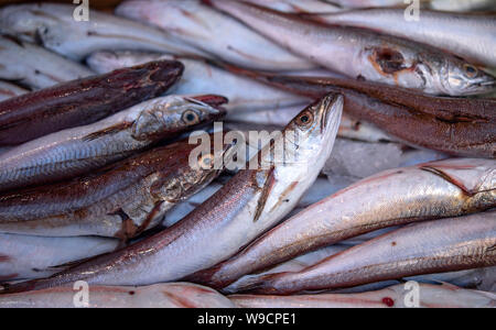 Sardellen und Wittling auf Fisherman's Counter Stockfoto