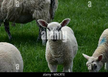 Süße Herde mit einer gefleckten Gesicht Schafe und Lämmer in eine Rasenfläche. Stockfoto