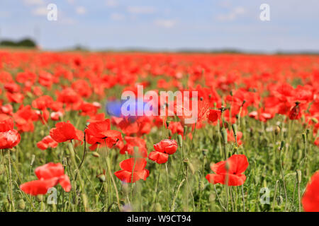 Arendsee, Deutschland. 09 Juni, 2019. Die klatsch Mohn blüht in einem Feld in der Altmark. Die klatsch Mohn (Papaver rhoeas), auch Mohnblume oder Klatsch und Tratsch Rose, verwendet eine wichtige Heilpflanze. Heute ist es nicht mehr in der wissenschaftlichen Medizin verwendet wird. Credit: Peter Gercke/dpa-Zentralbild/ZB/dpa/Alamy leben Nachrichten Stockfoto