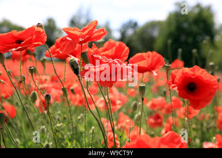 Arendsee, Deutschland. 09 Juni, 2019. Die klatsch Mohn blüht in einem Feld in der Altmark. Die klatsch Mohn (Papaver rhoeas), auch Mohnblume oder Klatsch und Tratsch Rose, verwendet eine wichtige Heilpflanze. Heute ist es nicht mehr in der wissenschaftlichen Medizin verwendet wird. Credit: Peter Gercke/dpa-Zentralbild/ZB/dpa/Alamy leben Nachrichten Stockfoto