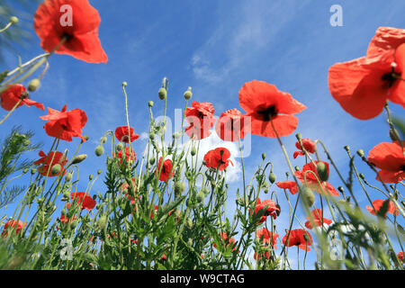 Arendsee, Deutschland. 09 Juni, 2019. Die klatsch Mohn blüht in einem Feld in der Altmark. Die klatsch Mohn (Papaver rhoeas), auch Mohnblume oder Klatsch und Tratsch Rose, verwendet eine wichtige Heilpflanze. Heute ist es nicht mehr in der wissenschaftlichen Medizin verwendet wird. Credit: Peter Gercke/dpa-Zentralbild/ZB/dpa/Alamy leben Nachrichten Stockfoto