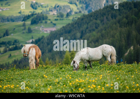 Pony oder Pferd essen Beweidung auf grünem Gras in den Alpen. Stockfoto