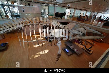 Trento - Italien - Ausstellung der Dinosaurierskelette und prähistorischen Tieren innerhalb der Muse, das Museum der Wissenschaft von Trient Stockfoto